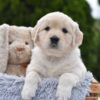 Image of Evie, a Golden Retriever puppy