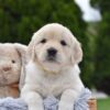 Image of Evie, a Golden Retriever puppy