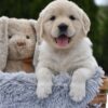Image of Evie, a Golden Retriever puppy