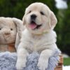 Image of Evie, a Golden Retriever puppy