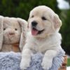 Image of Evie, a Golden Retriever puppy