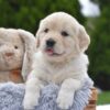 Image of Evie, a Golden Retriever puppy