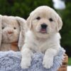 Image of Evie, a Golden Retriever puppy