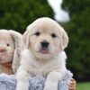 Image of Evie, a Golden Retriever puppy