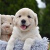 Image of Evie, a Golden Retriever puppy