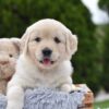 Image of Evie, a Golden Retriever puppy