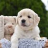 Image of Evie, a Golden Retriever puppy