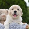 Image of Evie, a Golden Retriever puppy