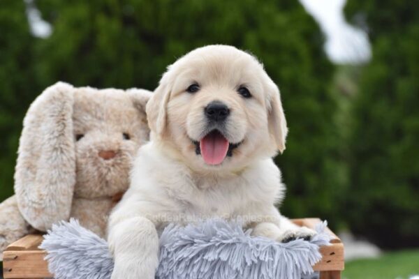 Image of Evie, a Golden Retriever puppy