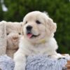 Image of Evie, a Golden Retriever puppy