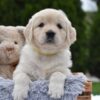 Image of Evie, a Golden Retriever puppy