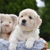 Image of Evie, a Golden Retriever puppy