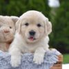Image of Evie, a Golden Retriever puppy