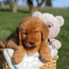 Image of Faith, a Golden Retriever puppy