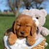 Image of Faith, a Golden Retriever puppy