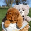 Image of Faith, a Golden Retriever puppy