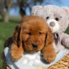 Image of Faith, a Golden Retriever puppy