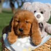 Image of Faith, a Golden Retriever puppy