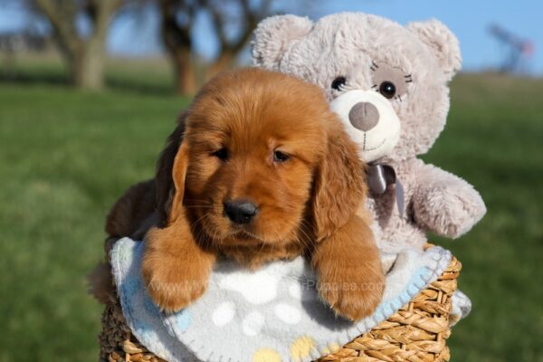 Image of Faith, a Golden Retriever puppy
