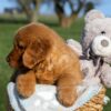 Image of Faith, a Golden Retriever puppy