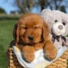 Image of Faith, a Golden Retriever puppy