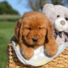 Image of Faith, a Golden Retriever puppy