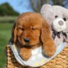 Image of Faith, a Golden Retriever puppy