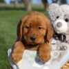 Image of Fern, a Golden Retriever puppy