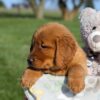 Image of Fern, a Golden Retriever puppy