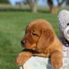 Image of Fern, a Golden Retriever puppy