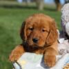 Image of Fern, a Golden Retriever puppy