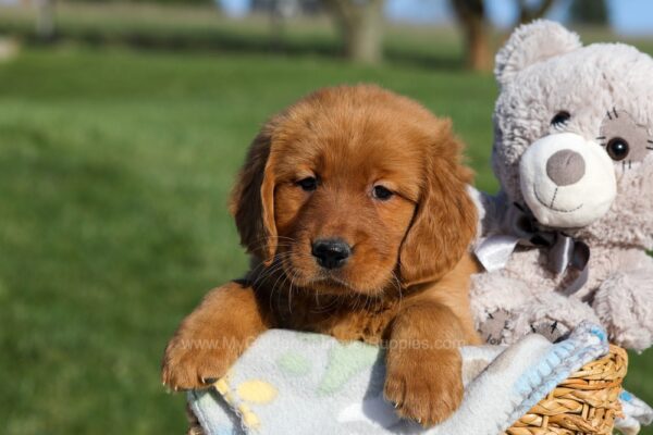 Image of Fern, a Golden Retriever puppy