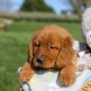 Image of Fern, a Golden Retriever puppy