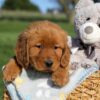 Image of Fern, a Golden Retriever puppy