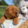 Image of Fern, a Golden Retriever puppy