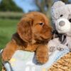 Image of Fern, a Golden Retriever puppy