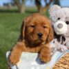 Image of Fern, a Golden Retriever puppy