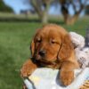 Image of Fern, a Golden Retriever puppy