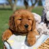 Image of Fern, a Golden Retriever puppy