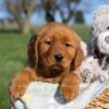 Image of Fern, a Golden Retriever puppy