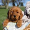 Image of Fern, a Golden Retriever puppy