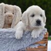Image of Finley, a Golden Retriever puppy