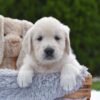 Image of Finley, a Golden Retriever puppy