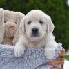 Image of Finley, a Golden Retriever puppy