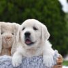 Image of Finley, a Golden Retriever puppy