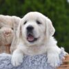 Image of Finley, a Golden Retriever puppy