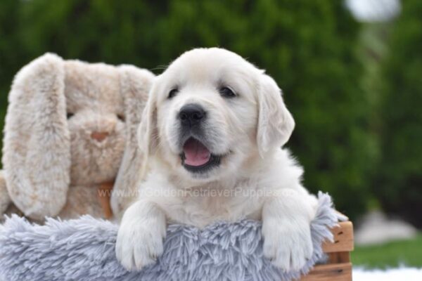 Image of Finley, a Golden Retriever puppy