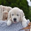 Image of Finley, a Golden Retriever puppy