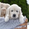 Image of Finley, a Golden Retriever puppy