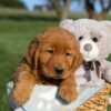Image of Finn, a Golden Retriever puppy